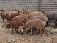Қошқар, Arashan sheep — 2-сурет