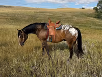 Айғыр, Horses of Sable Island — 3-сурет