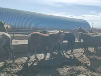 Айғыр, Horse breed — 3-сурет