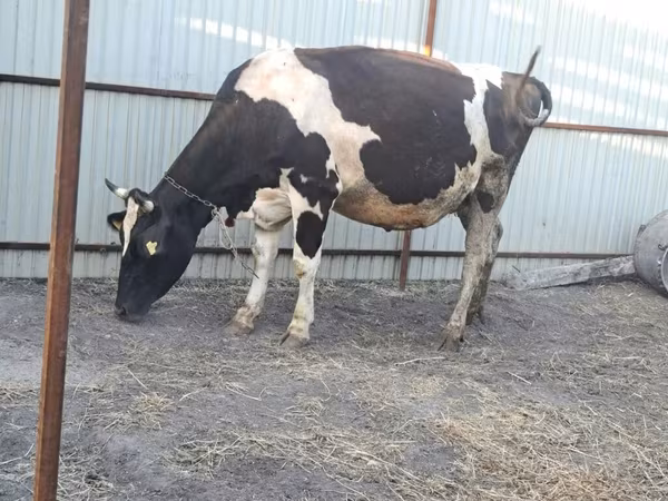Kuh, Holstein-Rasse