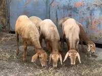 Sheep, Arashan sheep — photo 1