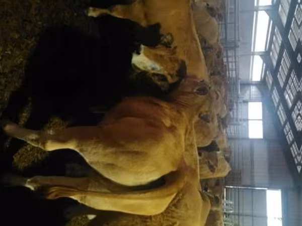 بقرة, Aubrac cattle