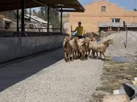 Қой, Arashan sheep — 6-сурет