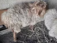 Ram, Sheep — photo 3