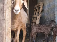 Sheep, Baerchuke sheep — photo 2