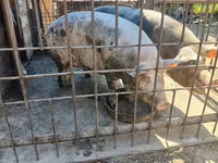 Säue, Schweine — Foto 2