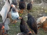 Chickens — الصورة 1