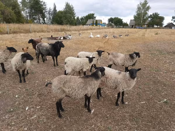 भेड़, Romanov sheep — रूस