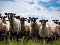 Widder, Hissar sheep — Foto 1