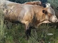 Vaca, Ganado vacuno — foto 3