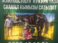 Кымыз из Кочкорского района - Натуральный саамал кымыз с высокогорных — Foto 3