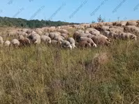 Sheep, Sheep — photo 3