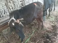 Vaca, Ganado vacuno — foto 4