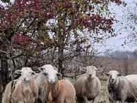 मेढ़ा, Katum sheep — फ़ोटो 7