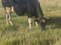 Cow, Holstein breed — photo 2