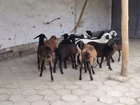 母羊, Sheep — 照片 1