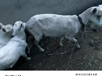 बकरी, Saanen goat — फ़ोटो 2