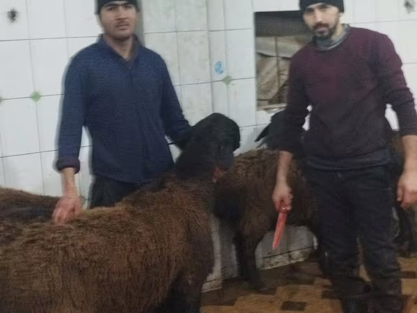 मेढ़ा, भेड़