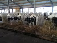 Bull, Holstein breed — photo 2