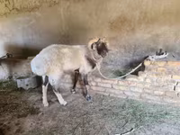 Widder, Rhon sheep — Foto 4