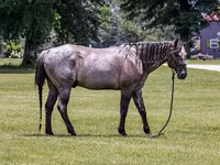 حصان, Quarter Horse — الصورة 3