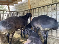 Carnero, Hissar sheep — foto 4