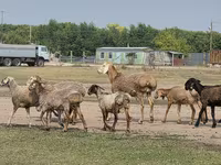 Қошқар, Hissar sheep — 8-сурет