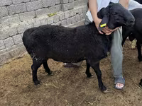 Қошқар, Rhon sheep — 3-сурет
