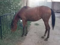 Бие, Anglo-Arabian — 6-сурет