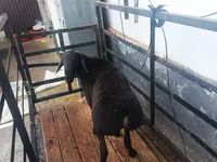 Carnero, Hissar sheep — foto 2