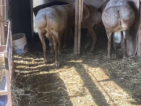 كبش, Arashan sheep — قيرغيزستان