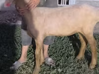 Қой, Arashan sheep — 2-сурет