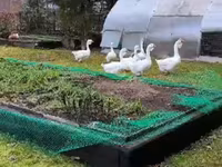 Geese — Foto 2