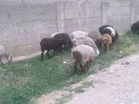 Қошқар, Hissar sheep — 4-сурет