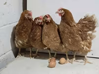 एडलर सिल्वर — फ़ोटो 3