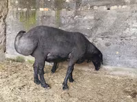 Ram, Hissar sheep — photo 2