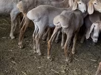 Қой, Hissar sheep — 3-сурет