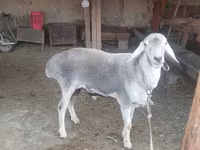 Ram, Sheep — photo 3