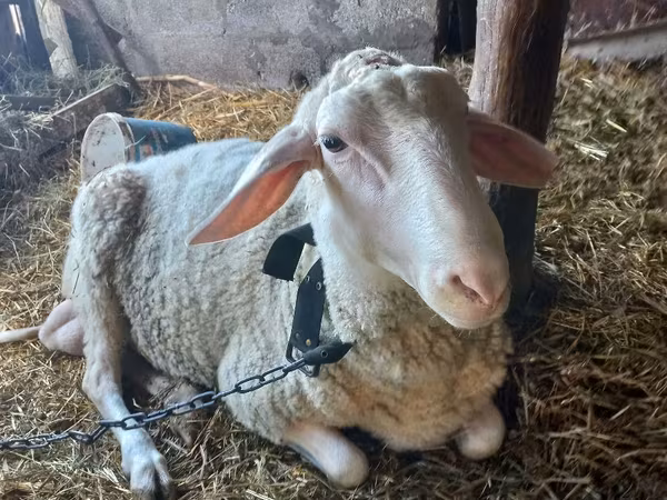 Carnero, Awassi sheep