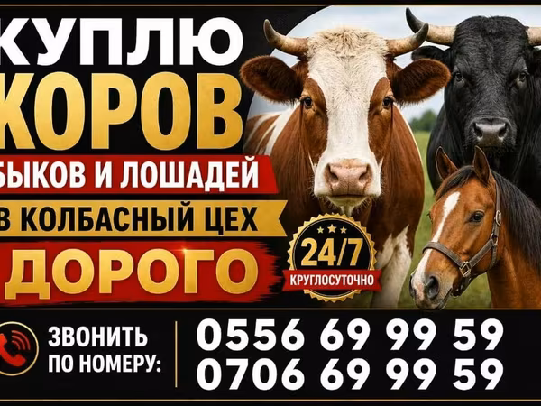Сиыр, Ірі қара