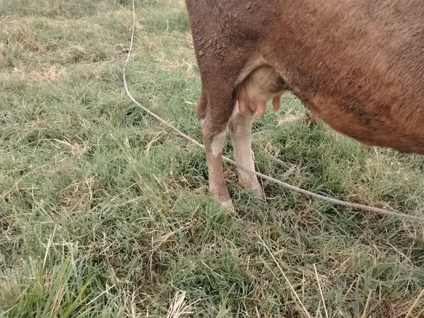 Cow, Cattle