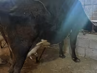 Cow, Holstein breed — photo 3