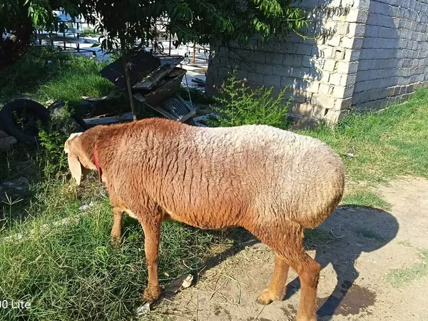 मेढ़ा, Agin sheep — उज़्बेकिस्तान