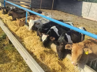 Cow, Holstein breed — photo 4