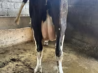 Сиыр, Swiss cattle — 2-сурет