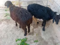 Ram, Hissar sheep — photo 2