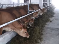 Kuh, Russian Black pied cattle — Foto 7