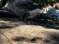 Geese — photo 1