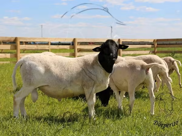 Қошқар, Dorper sheep