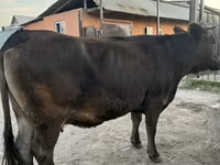 Cow, Cattle — photo 5